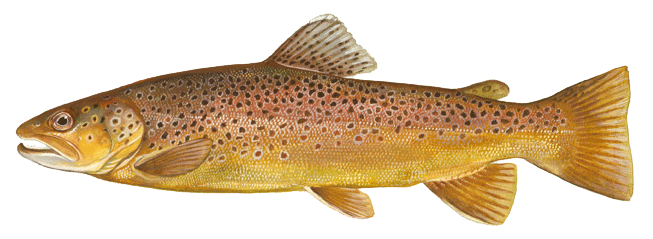 Big Bear Lake #7 Trout